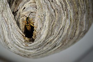 Bee, Wasp, and Hornet Nest Removal in your area