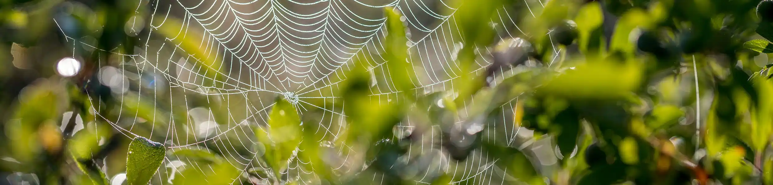 Spider web in a tree | Active Pest Control serving Georgia