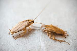 German cockroaches are one of the most common infestations in Atlanta GA - Active Pest Control