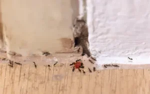 a crack in the house that should be sealed to help keep ants away
