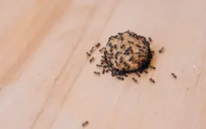 many ants on dog food showing it's time to call an exterminator