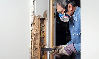 Learn about Termite Damage - Active Pest Control