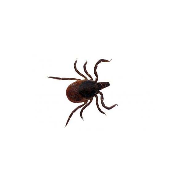 Black legged tick identification  - Active Pest Control