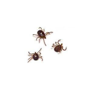 Lone star tick identification  - Active Pest Control