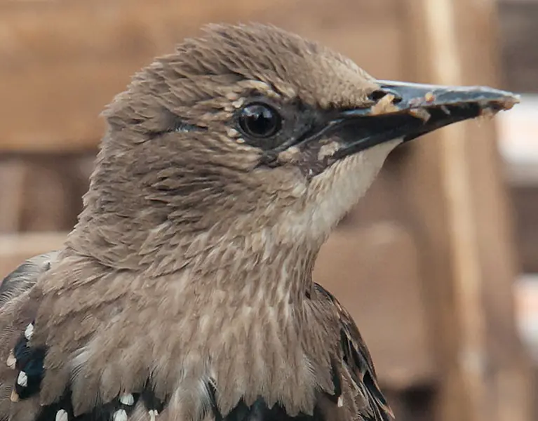 Closeup of a bird outside | Active Pest Control serving Georgia