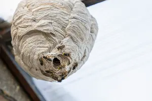 A wasp nest under the roof of the house. Contact Active Pest Control to protect against bees today.