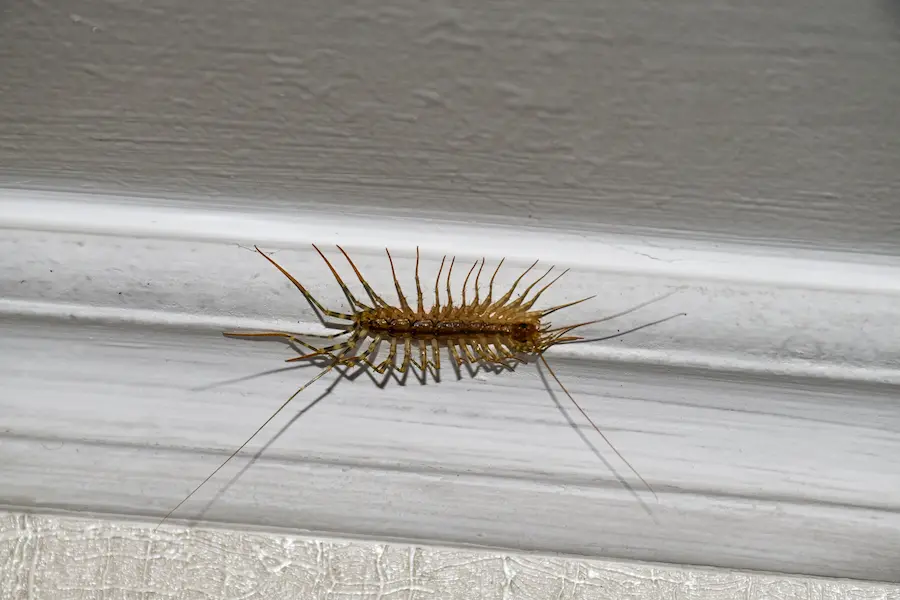 Centipede crawling on the molding of a house wall