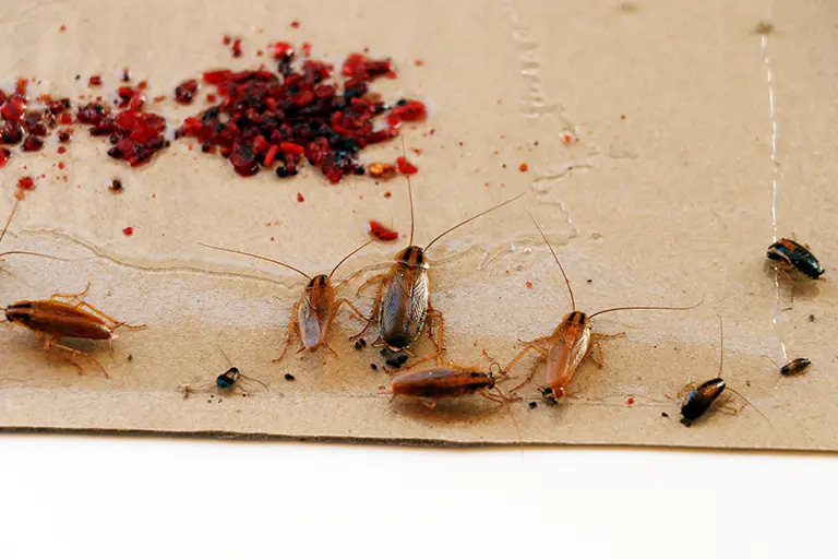 Multiple insects trapped on sticky paper as early warning sign and ongoing plan for how to prevent german cockroaches