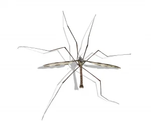 Crane fly identification - Active Pest Control