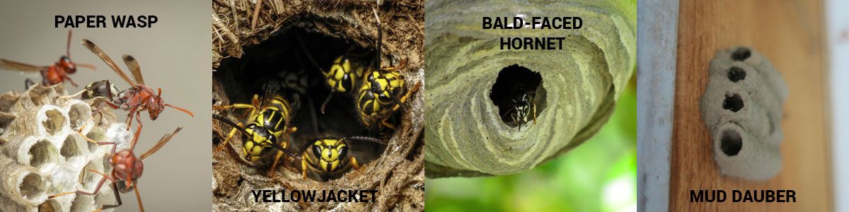 A handy visual guide showing common wasps in Georgia and what their nests look like