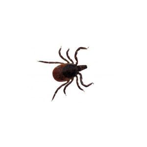 Black legged tick identification - Active Pest Control