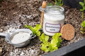 Image of diatomaceous earth powder in a jar against a garden backdrop. Some powder has been placed in a sieve and is ready to be sprinkled.