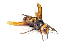 Image of an Asian giant hornet against a white background
