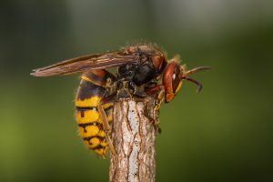 Image of a European hornet on top of a piece of wood