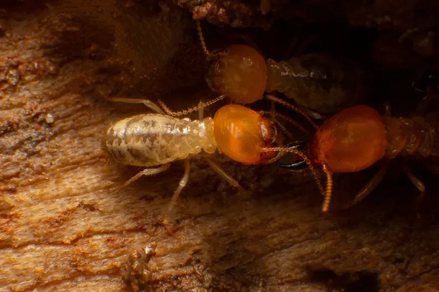 An extreme macro close-up of several termites, including a soldier with a large orange head and a worker with a translucent body, crawling inside a piece of weathered wood.