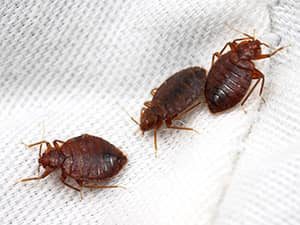 Signs you have bed bugs Active Pest Control