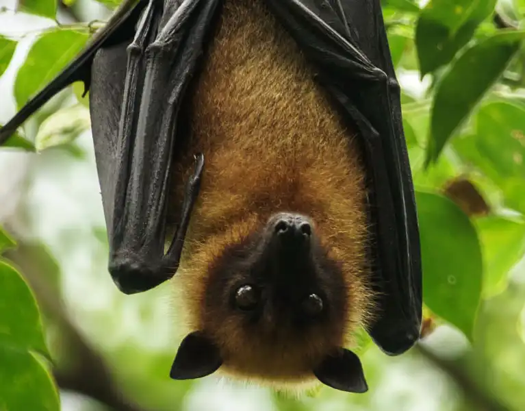 Bats hanging upside down sleeping | Active Pest Control serving Georgia