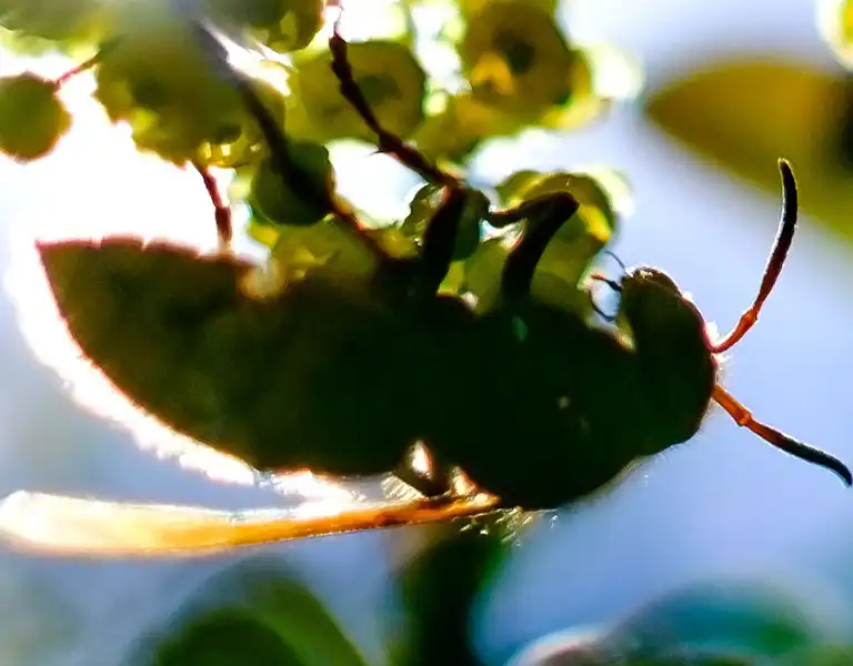 Bee hanging on a flowery branch | Active Pest Control serving Georgia