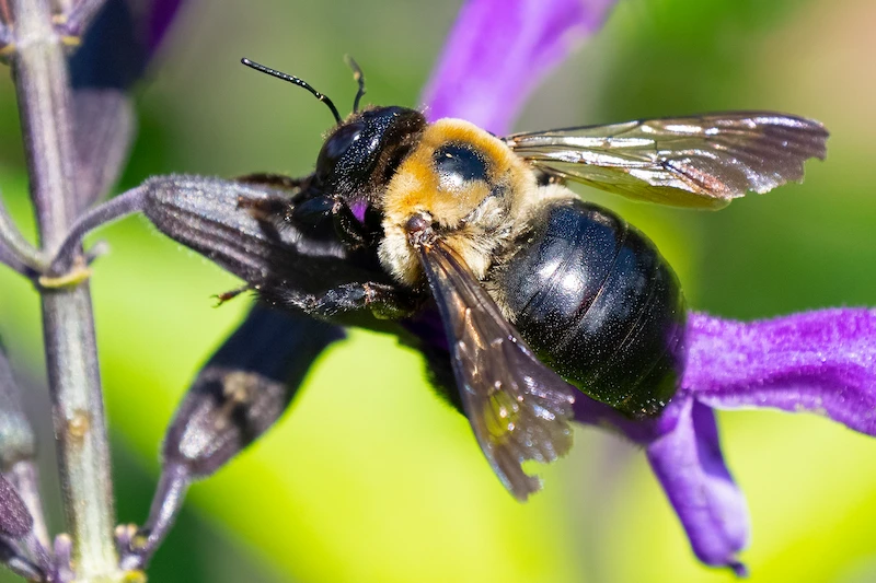 Are Bees Dangerous to Humans? in your area
