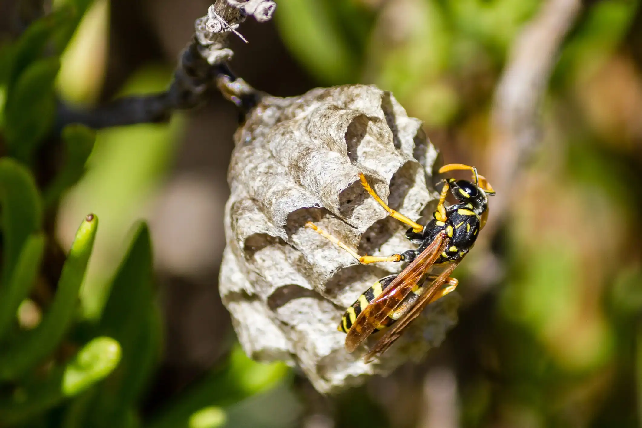 How to Identify Bee Nests in your area
