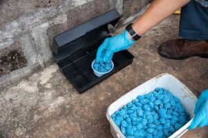 Are Rat Bait Stations Safe in Georgia - Active Pest Control