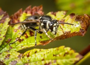 Image of a bald-faced hornet against a leafy background