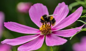 Image of a bumblebee sitting on a purple flower
