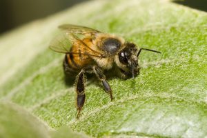 Image of an Africanized honey bee sitting on a leaf