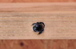 Image of a black carpenter bee drilling against some wood