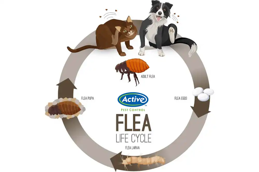Fall Is Flea Season in Atlanta GA - Active Pest Control