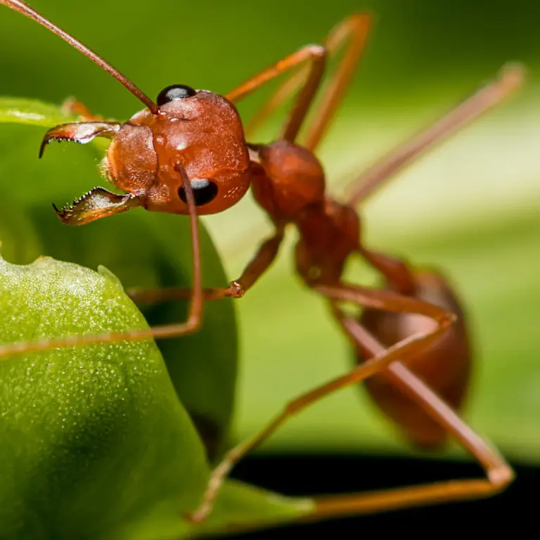 Closeup of ant ant on a leaf | Active Pest Control serving Georgia