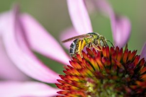 Bicolored striped sweat bee sitting on an echinacea flower