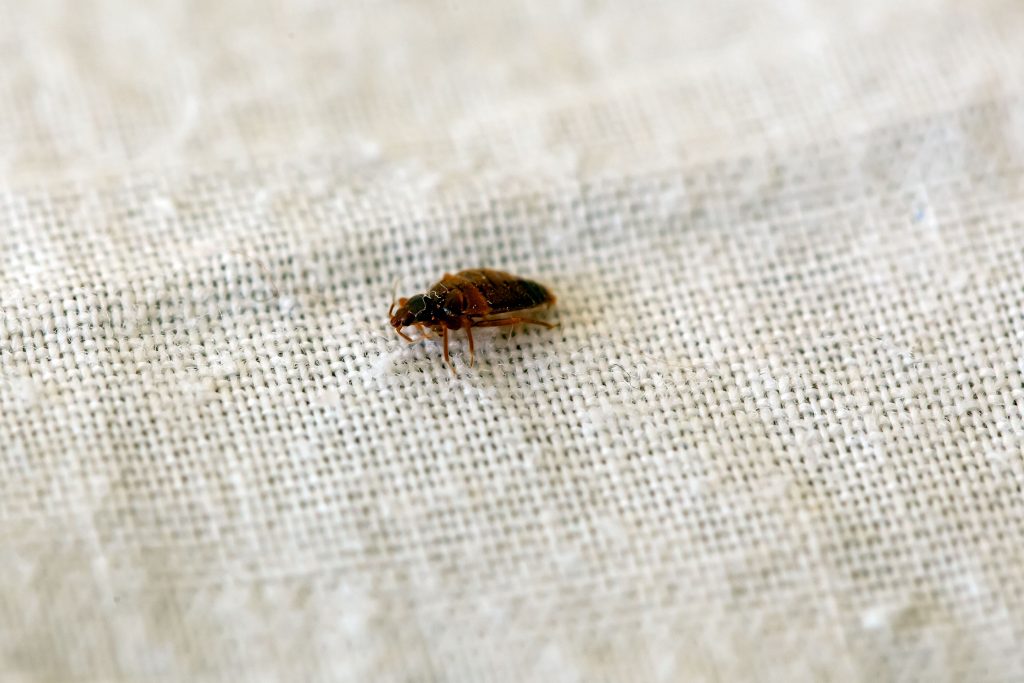 A bed bug, Cimex lectularius, on a bed sheet.