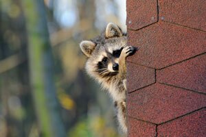 Wildlife prevention services Active Pest Control