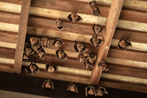 Bat  Trapping & Removal in your area