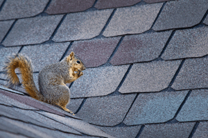 Squirrel Trapping & Removal in your area