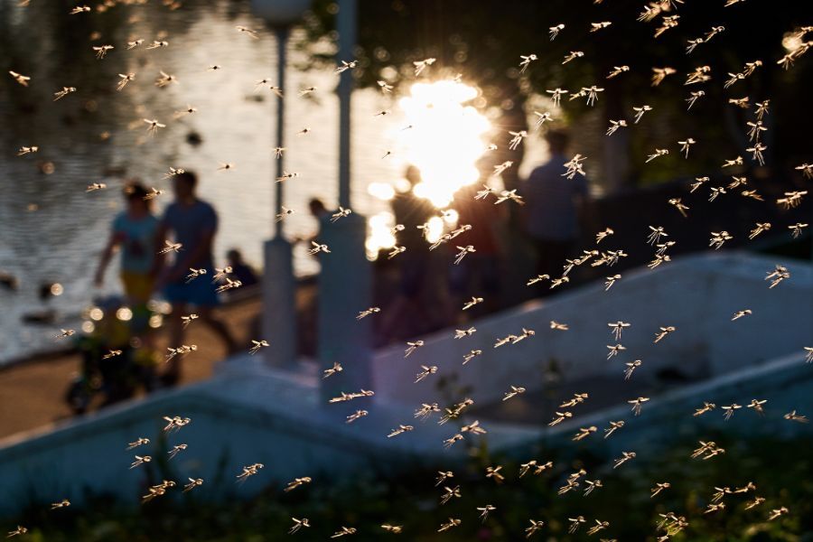 How long do mosquito treatments last - Active Pest Control