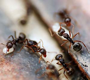 Common Antsin Georgia in your area