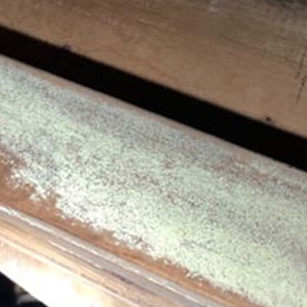 White rot fungus information  - Active Pest Control