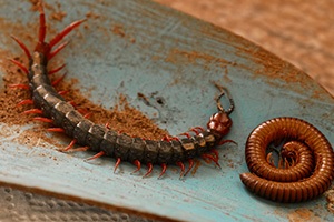 Centipede and Millipede Season in your area