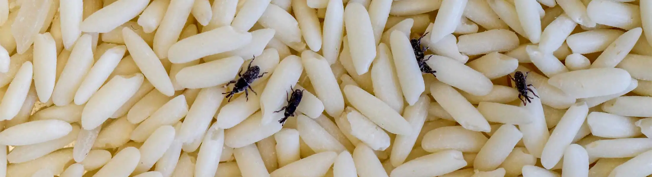 Closeup of Rice Weevils crawling over rice grains | Active Pest Control serving Georgia