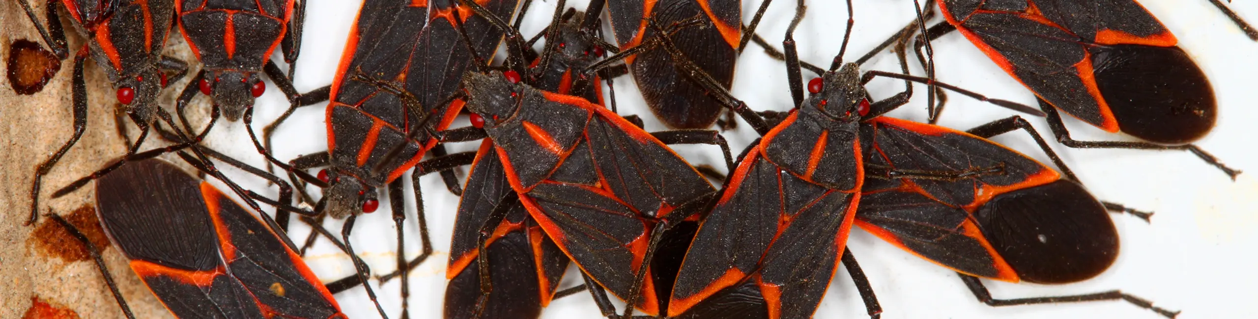 A swarm of boxelder bugs closeup | Active Pest Control serving Georgia