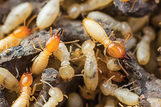 A close up of a cluster of termites