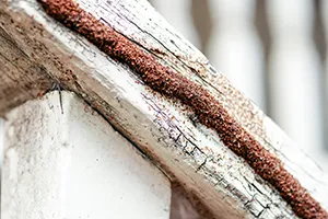 A mud tube running along a wooden log