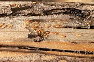 A cluster of termites on a wooden log