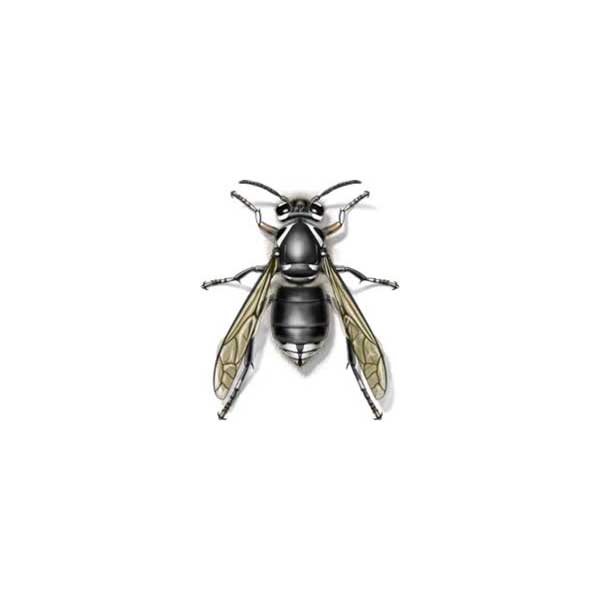 Bald-faced hornet information and control - Active Pest Control