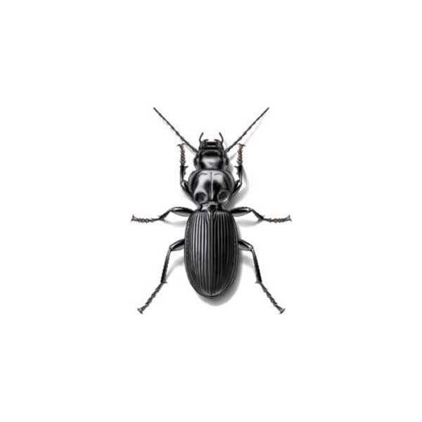 Ground beetle information and control  - Active Pest Control