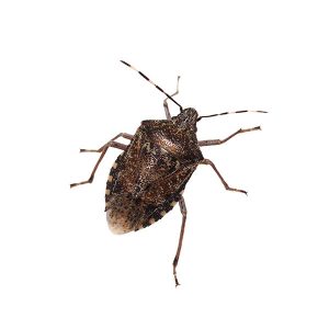 Stink bug prevention and control - Active Pest Control