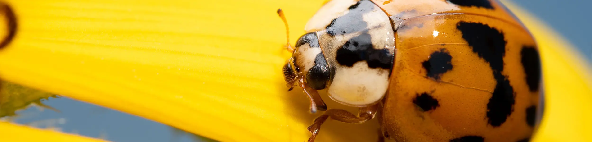 Closeup of a ladybug on a yellow flower | Active Pest Control serving Georgia