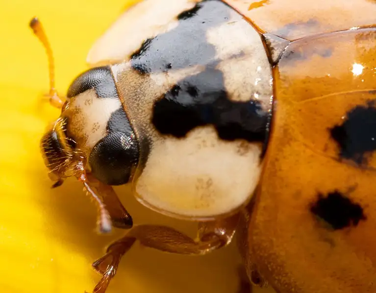 Closeup of a ladybug on a yellow flower | Active Pest Control serving Georgia